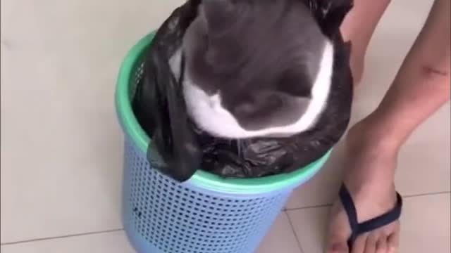 kitty cat trash cat