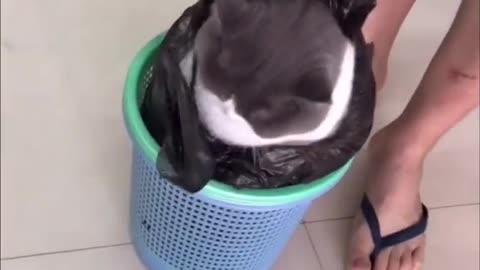 kitty cat trash cat