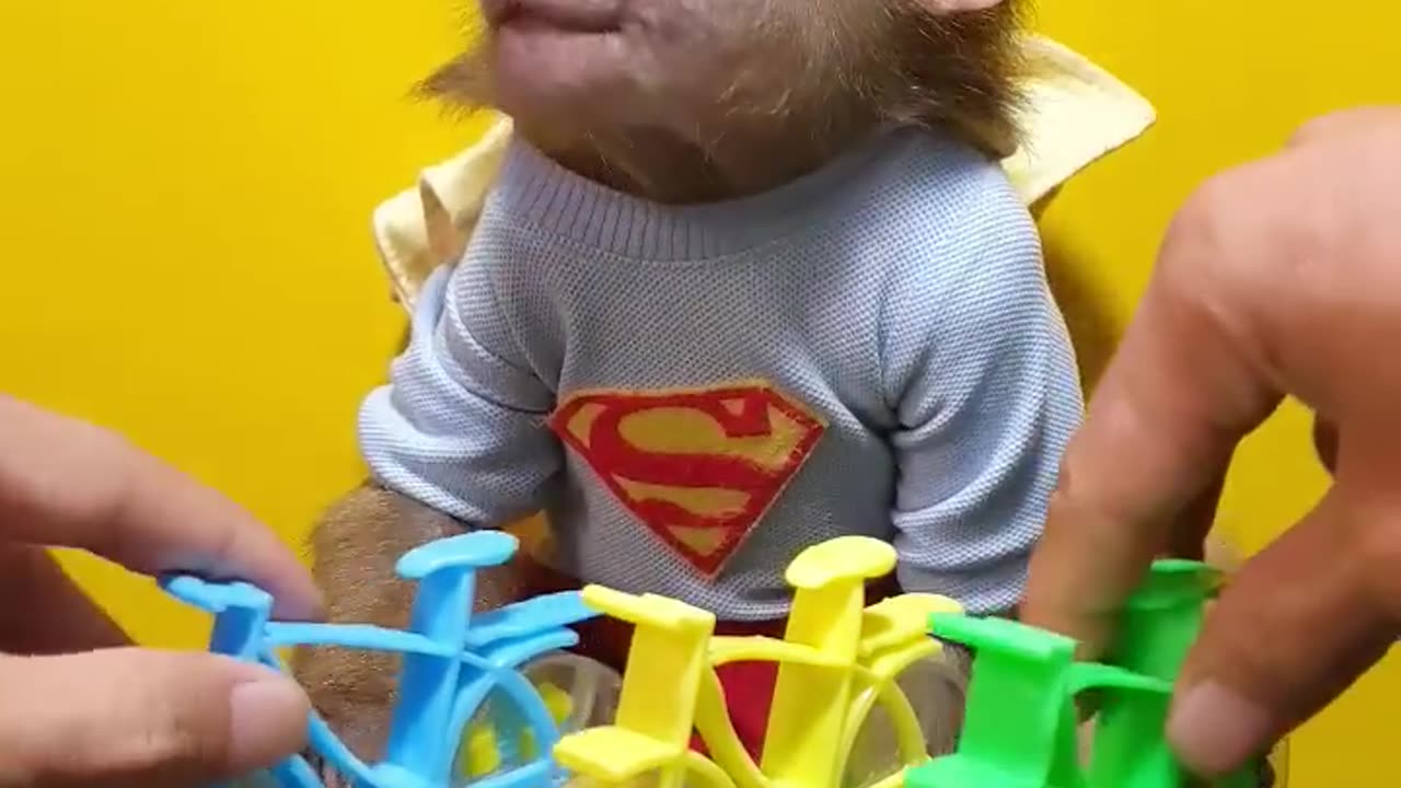 Very smart monkey