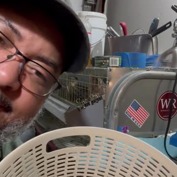 Coturnix Quail Hatching Eggs For Sale