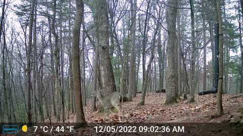 The Woods – 12/05/2022