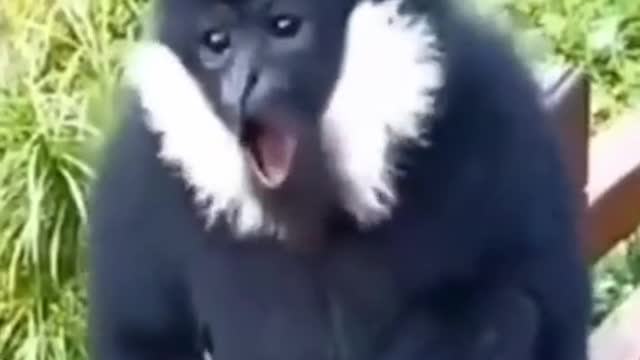 unique monkey