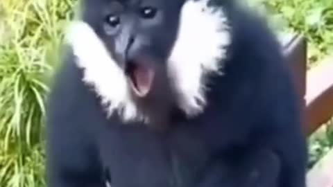 unique monkey