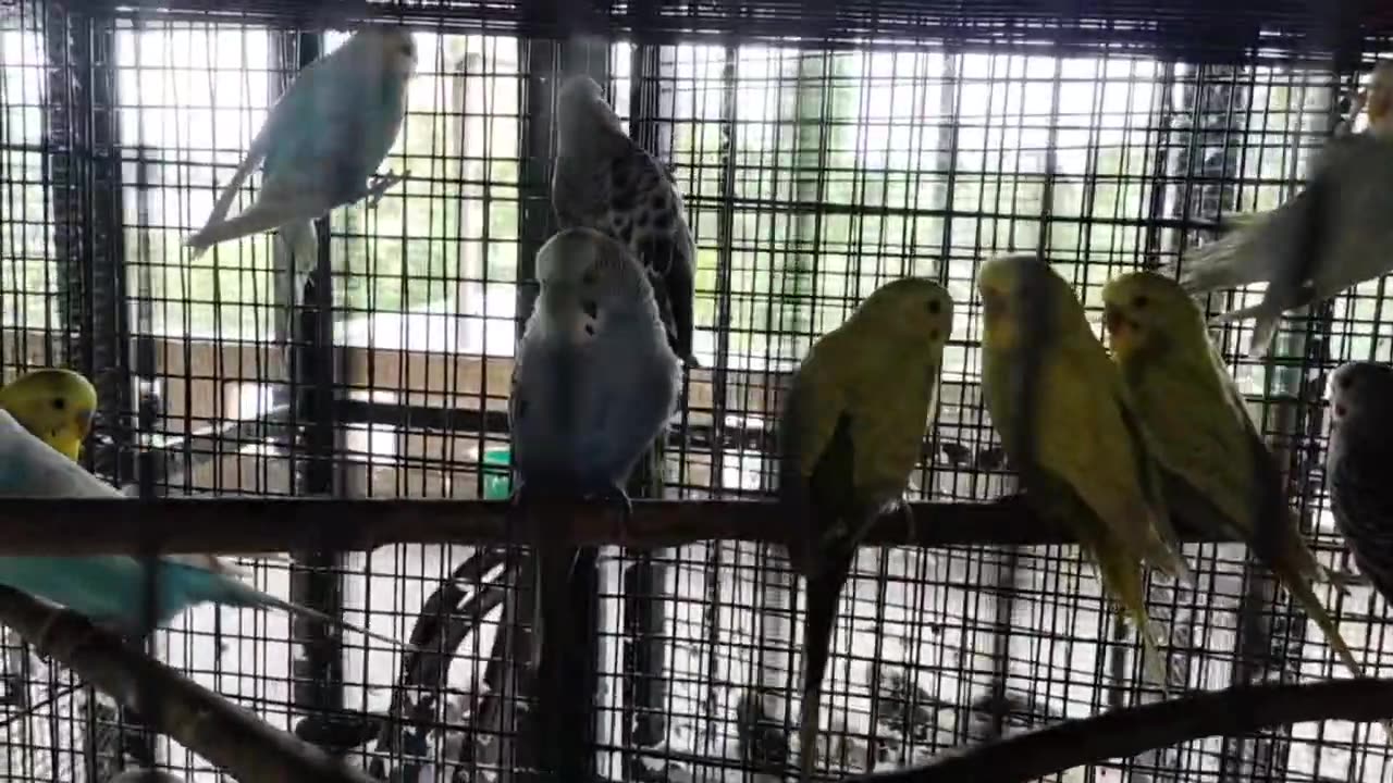 Lovebirds (budgies)