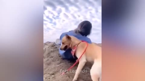 Funny pet