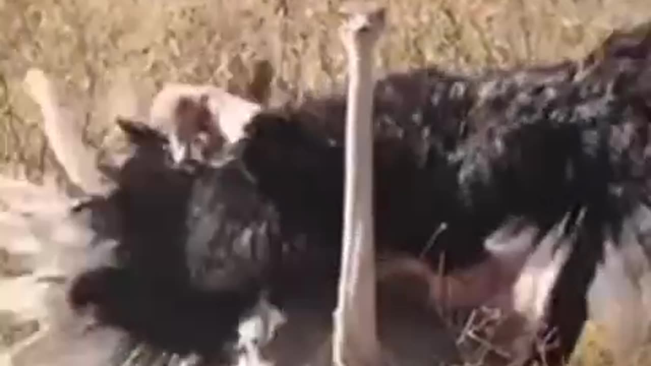 Birds meeting