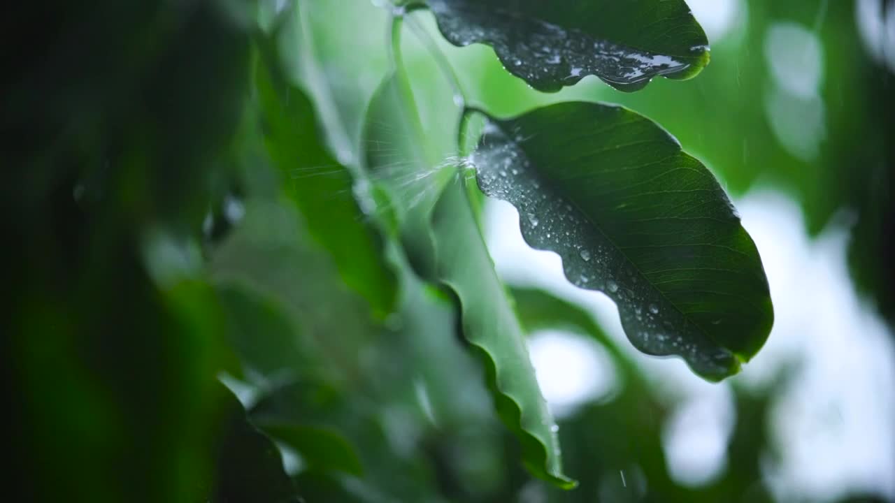 Extreme close-up of rain-wet leaves