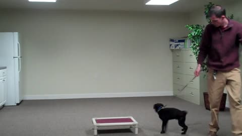 Labrador dog 🐶 training video