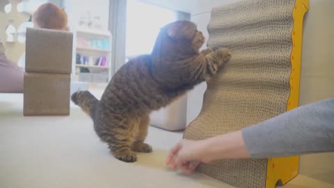 CAT BELLY RUB CHALLENGE Kittisaurus
