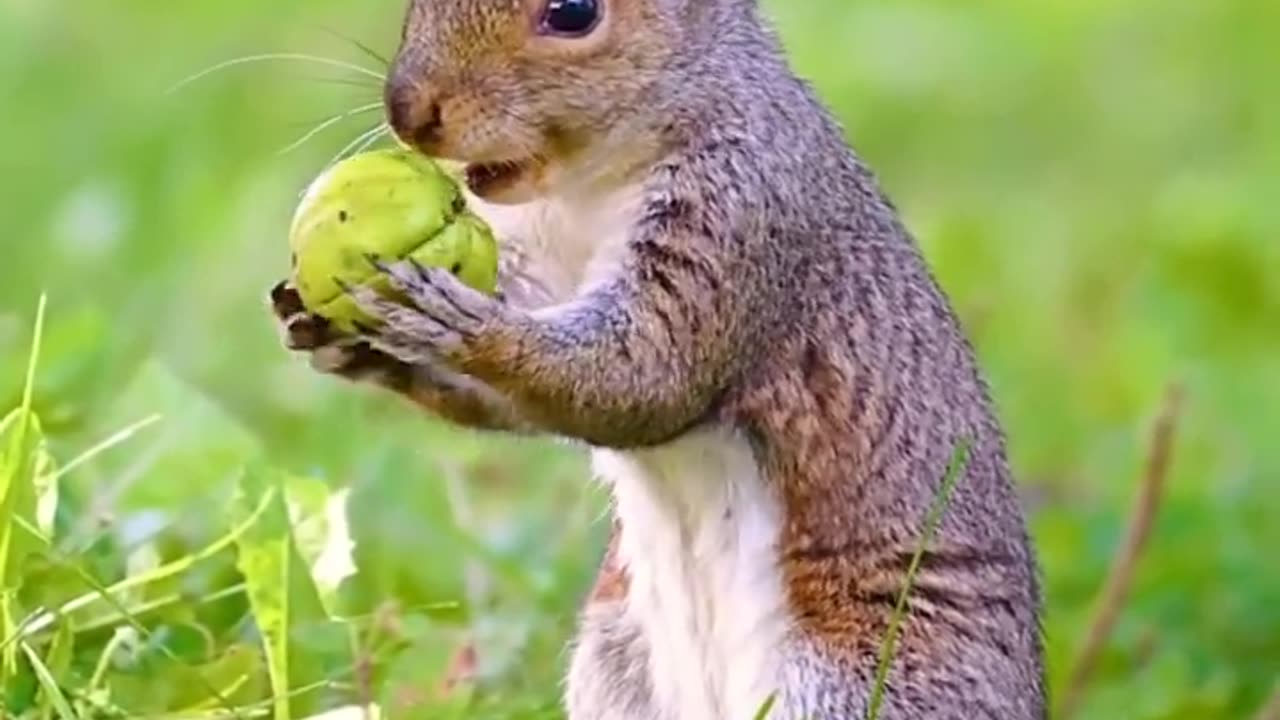 the squirrel #shorts video #amazon rainforest #Animals Gyan