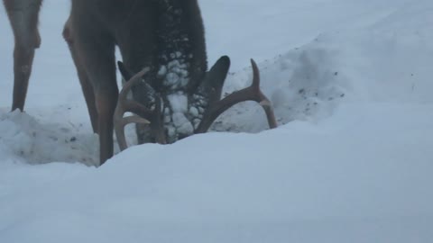 Whitetail Christmas day buck in my yard