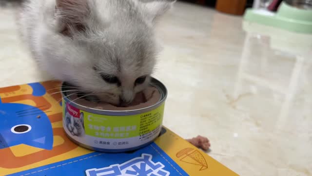 Kitten immersively eating snacks