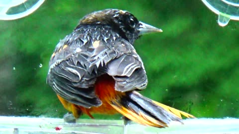 Oriole