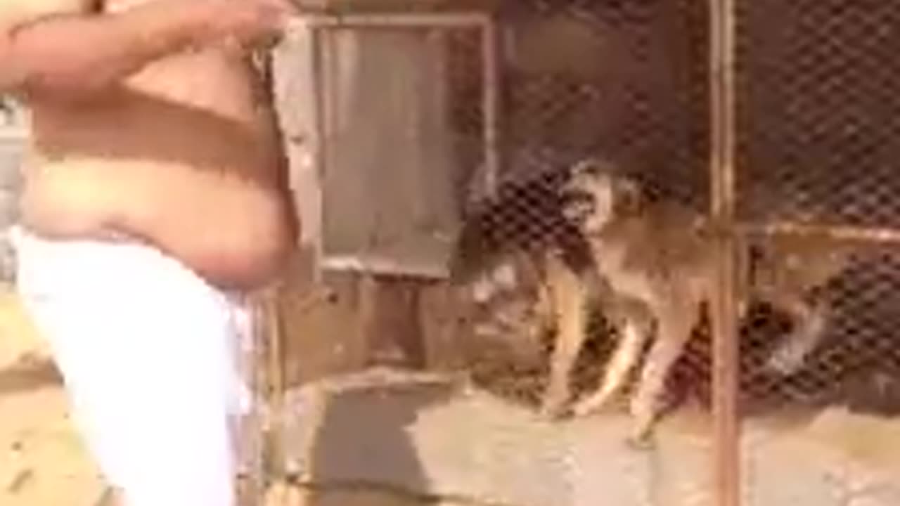 funny dog video