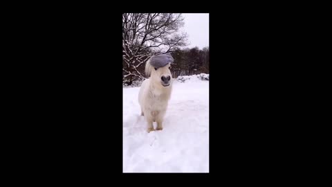 A happy running pony