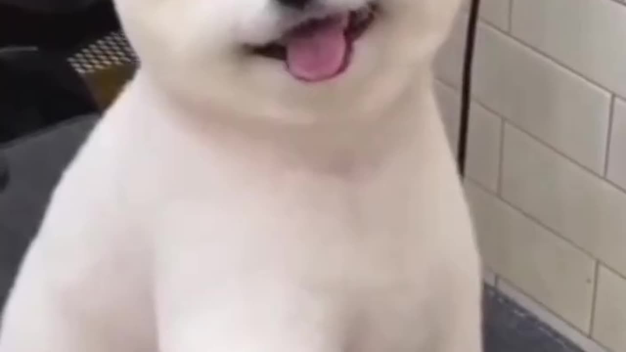 Cute gog