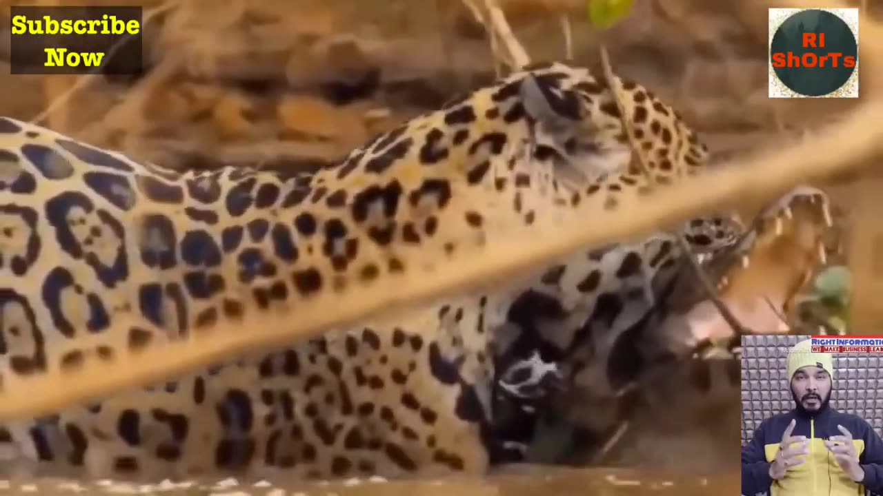 Crocodile Vs Leopard Fight | Animal Planet | Animal Fight Video | Animal Funny Video @rishorts7412