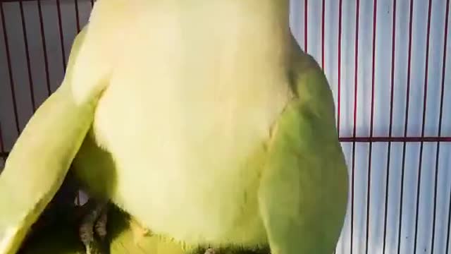 Funny Perrott mating.
