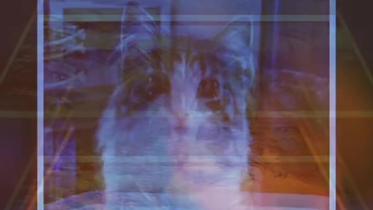 Just my cat
