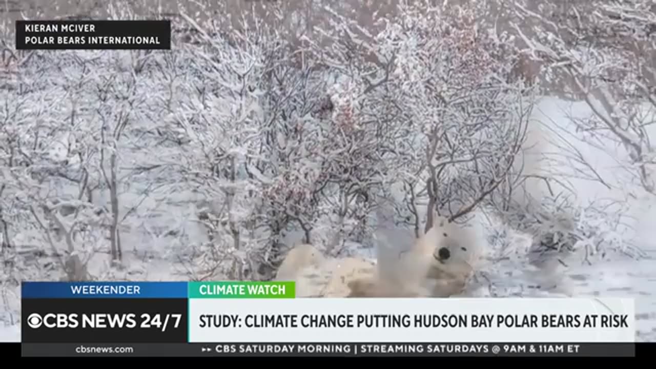 Climate change putting Hudson Bay polar bears at risk, study finds CBS News