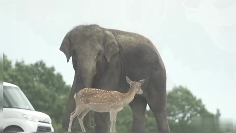 Elephant Deer Friendship Cute Deer Wildlife Animals Deer Elephant Wildlife