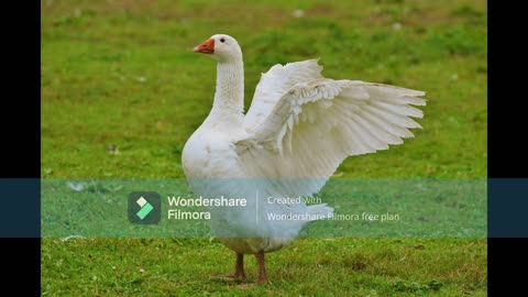 White Geese Honking