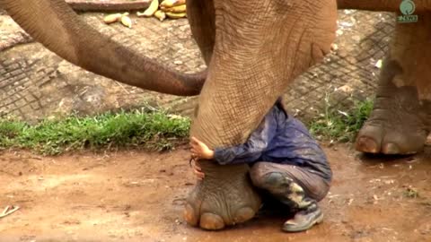 Watch Heartwarming Moment When Elephant Heard Calling Voice From Her Favourite Person