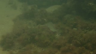 fishy, casual glance ns