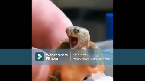 baby turtle