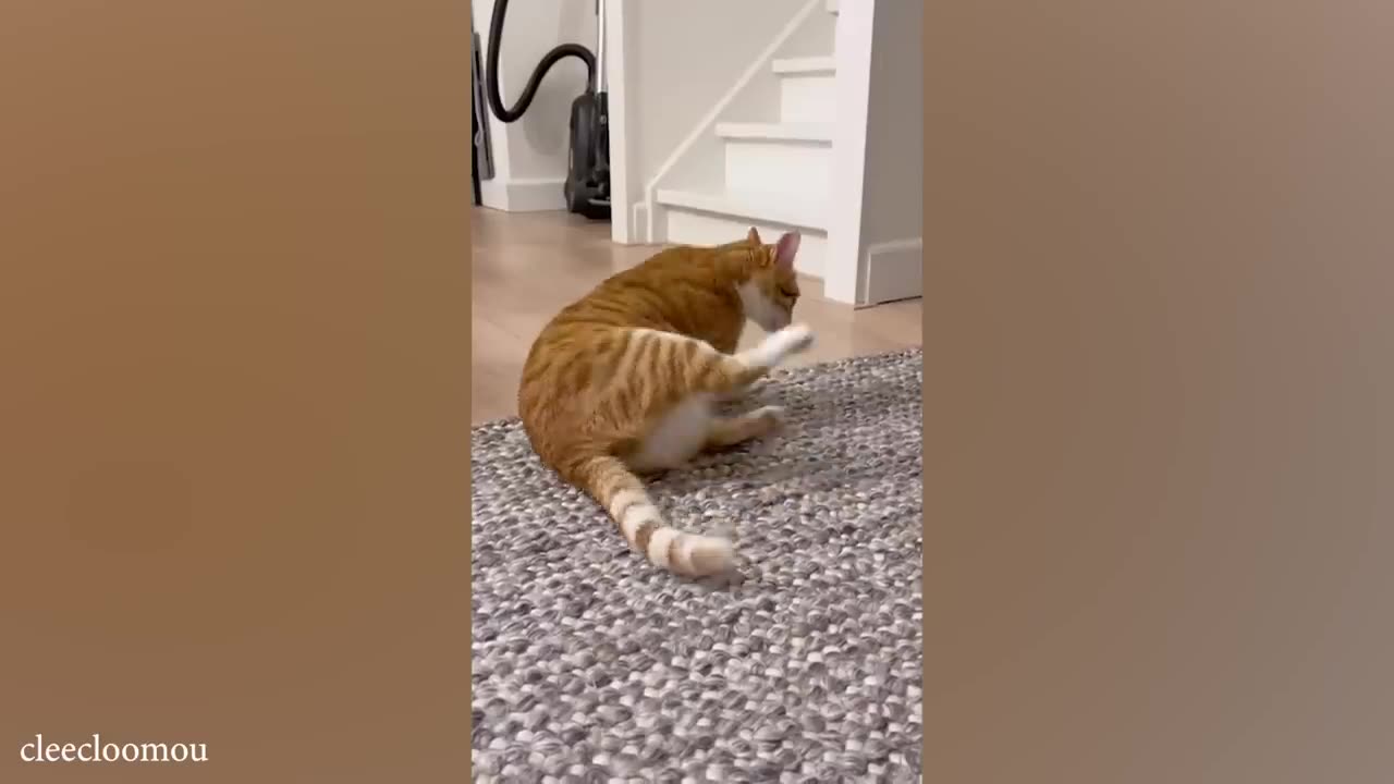 Funny cats video