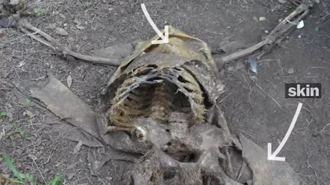 The fascinating process of human decomposition