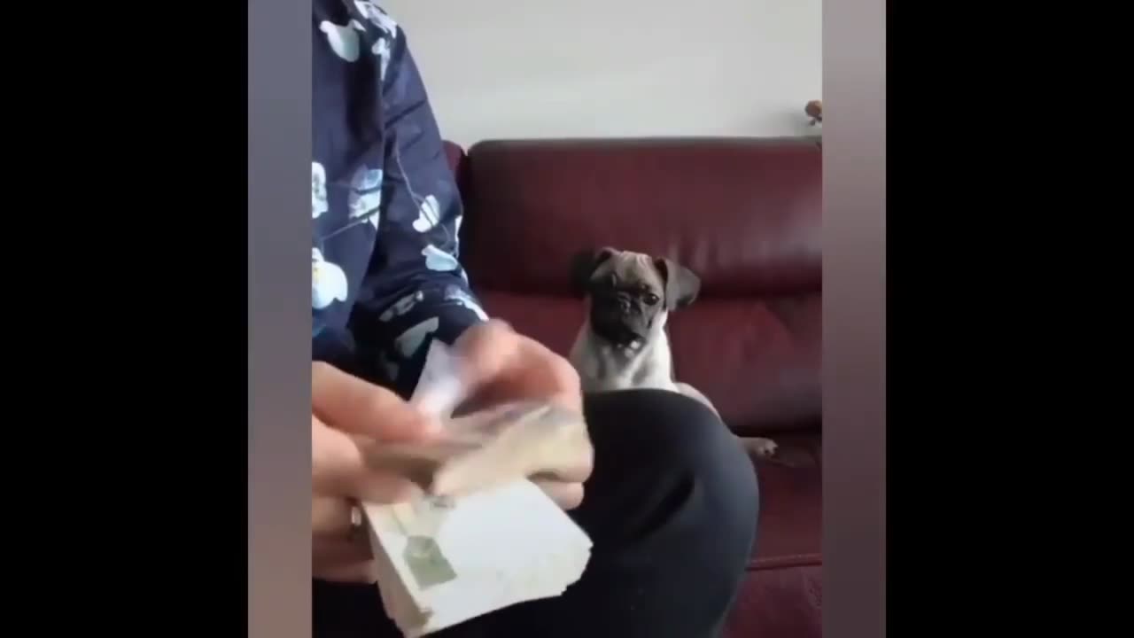 Dog Funny video