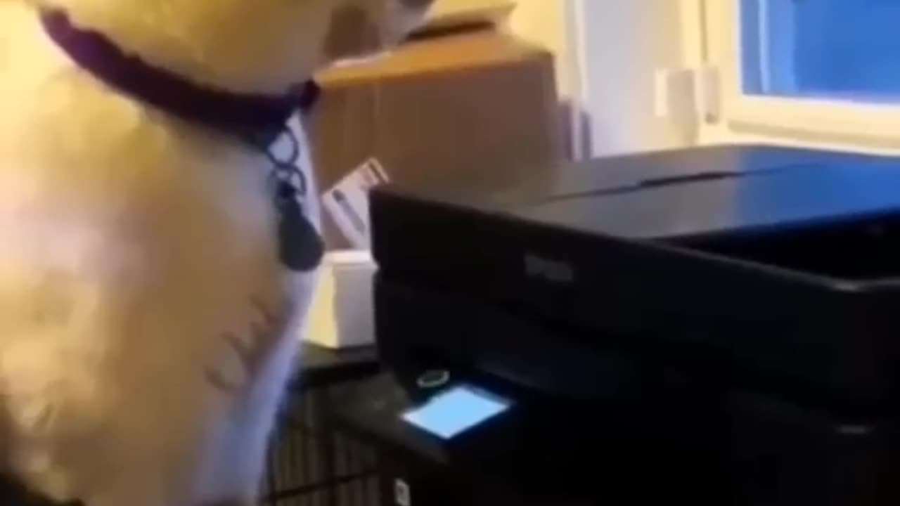 New funny video animals🤣🤣