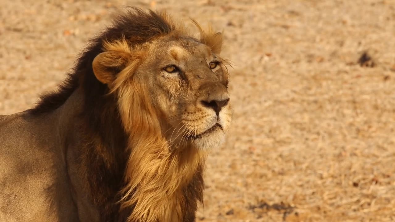 The Lion roaring when we were clicking picture