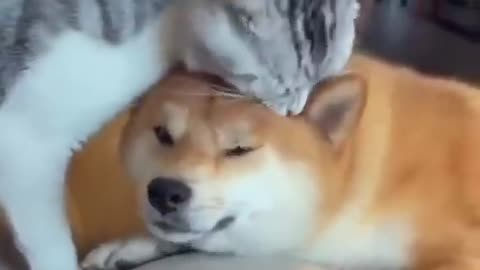 Funny Animals Video