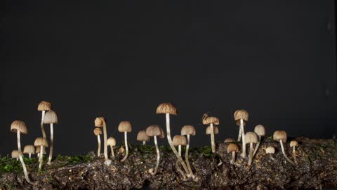 Mushroom Small Mushroom Soil Organisms Growth