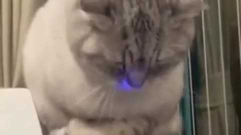 Funny video