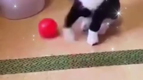 Weeee_funny animal moment