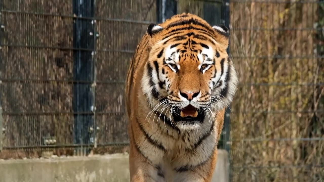 Wildlife Animals Footage