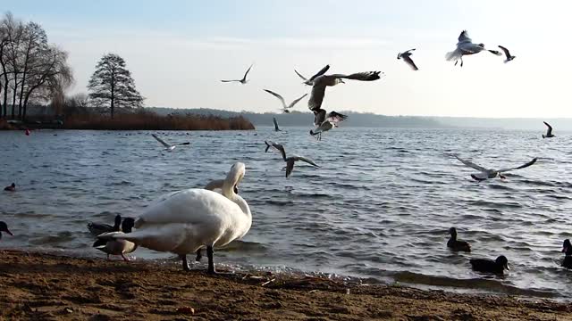 THE Swans The Seagulls Ducks Feeding Food Eating