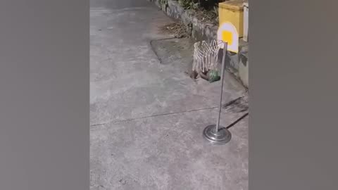 Funny animal 2