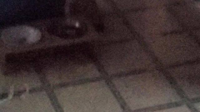 Just my cat playing with his favorite toy..
