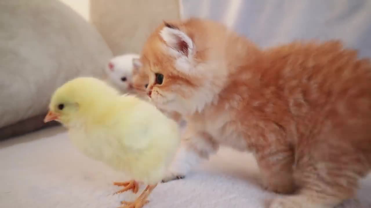 Little kittens play with the chick