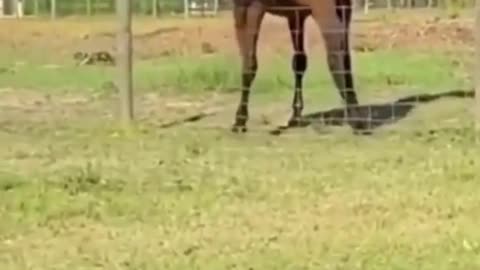 🤣 Funny Horse Dancing 2021 #shorts