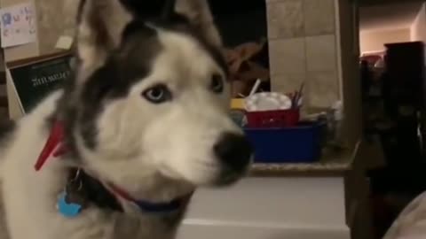 husky
