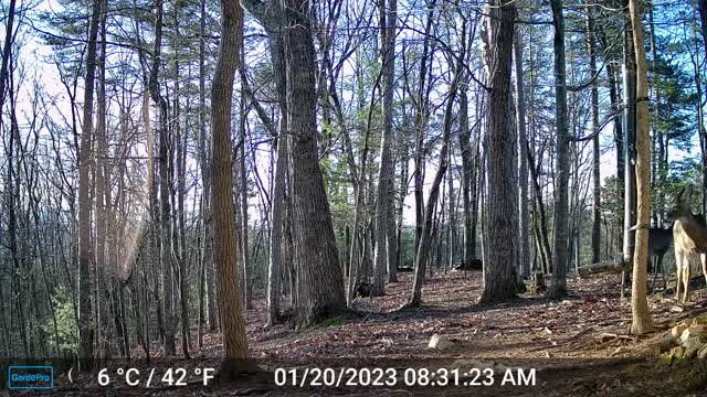 The Woods – 01/20/2023