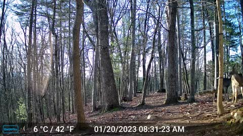 The Woods – 01/20/2023