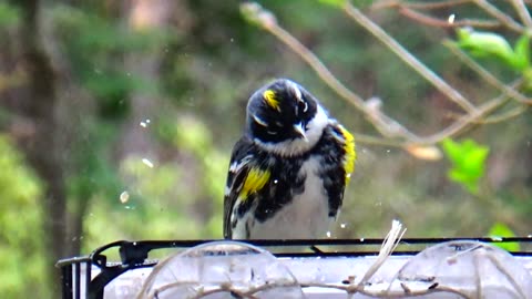 Yellow-rumped warbler