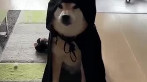 The doge who starved , come to din