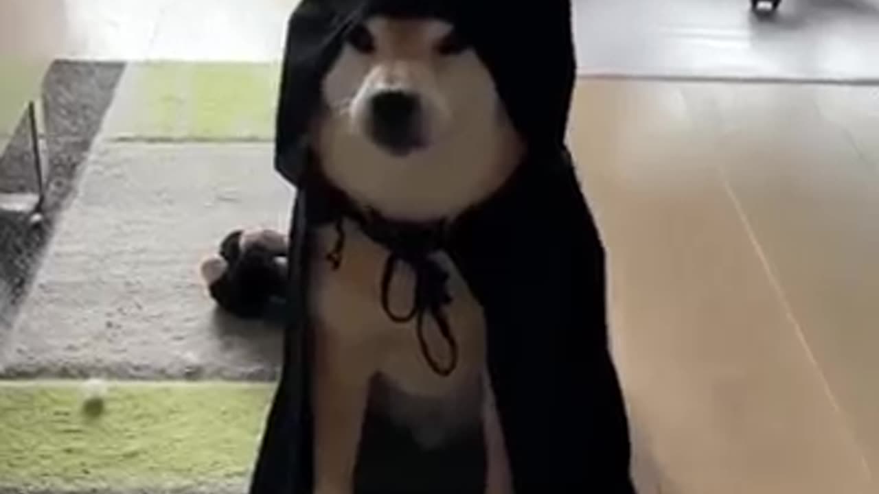 The doge who starved , come to din